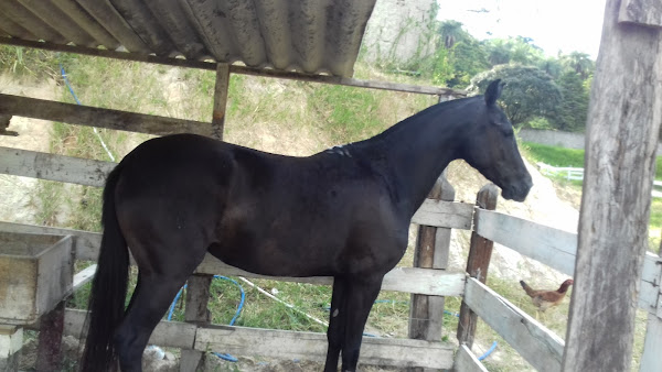 Foto 1 Cia do Cavalo