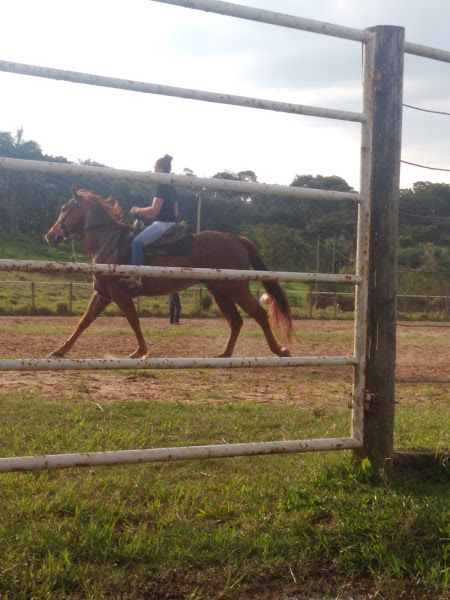 Foto 4 Cia do Cavalo