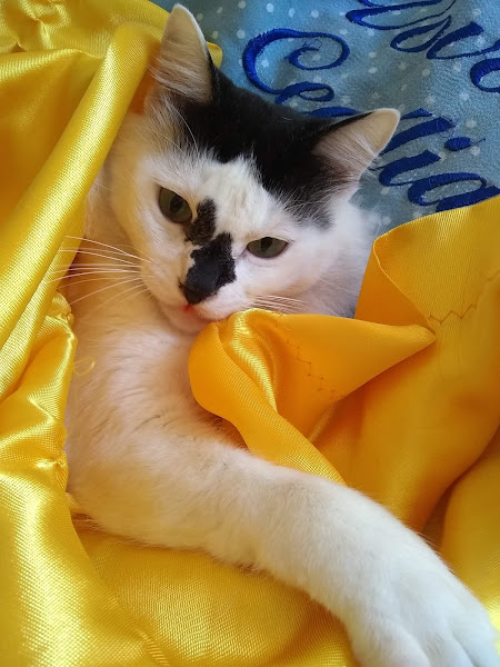 Parque gintorio junior