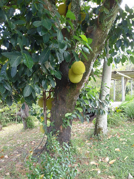 Foto 2 Espaço Bouganville