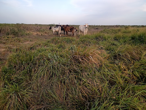 Foto 1 Toca do Goipinho