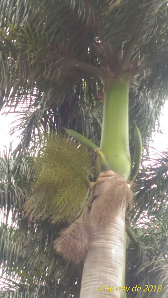 Tchutchukas Bar Drink's