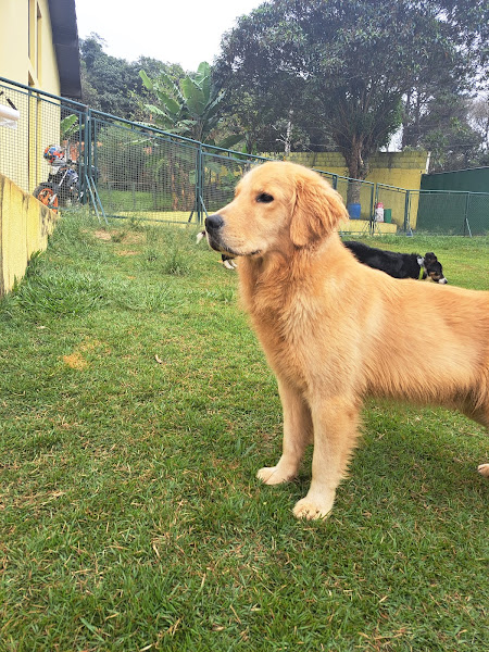 Foto 1 Cães Maravilhosos