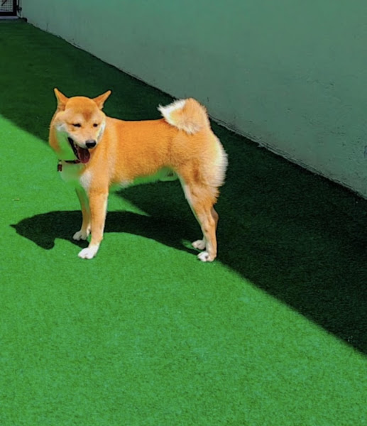 Foto 2 Cães Maravilhosos