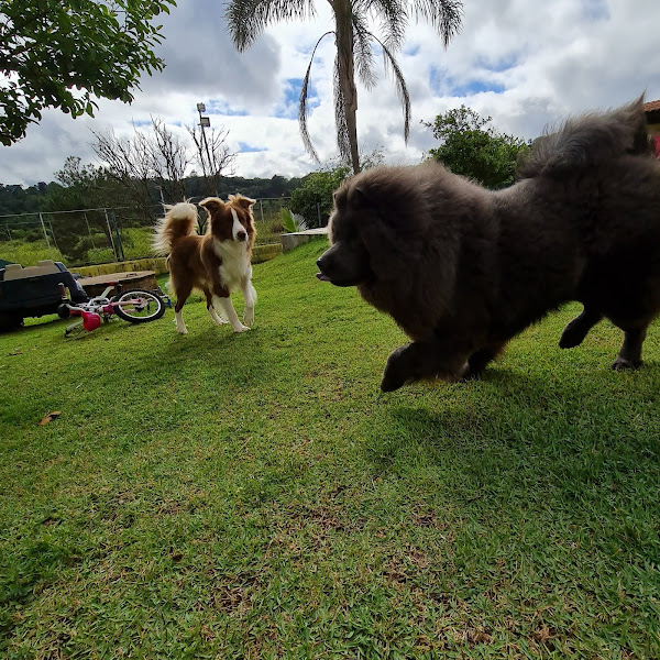 Foto 4 Cães Maravilhosos