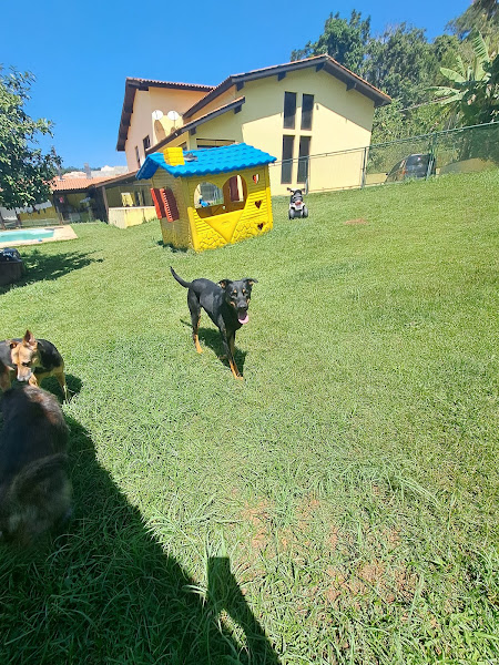 Foto 5 Cães Maravilhosos