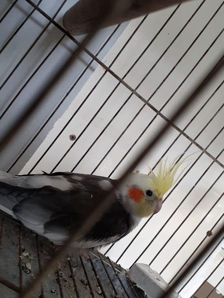 Foto 3 Rações Portugal