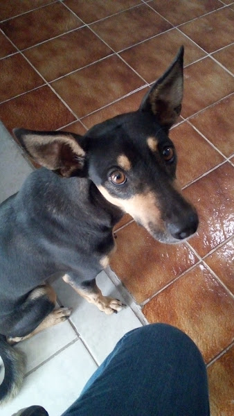 Foto 3 Veterinária Saúde Animal Itaboraí 24H