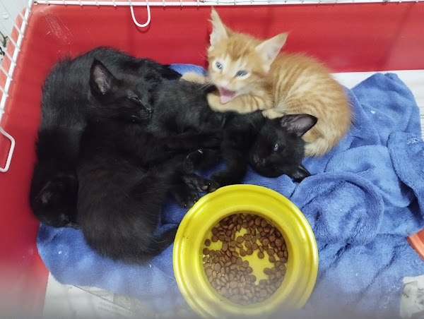 Clínica Veterinária Toca dos Bichos