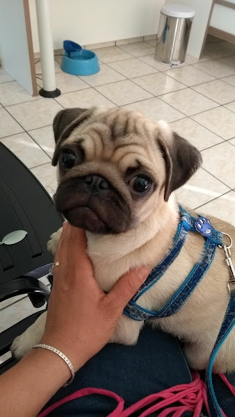 Foto 2 Clínica Veterinária Toca dos Bichos