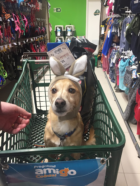 Foto 5 Cobasi Barreiros