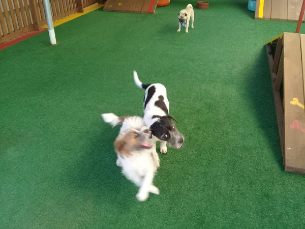 Foto 4 Toca Do Urso Pet Shop - Hospedagem e Creche