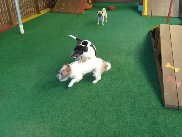 Foto 6 Toca Do Urso Pet Shop - Hospedagem e Creche