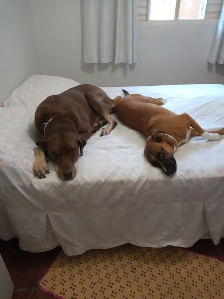 Foto 2 Bicho da Mata Foto 2 Bicho da Mata