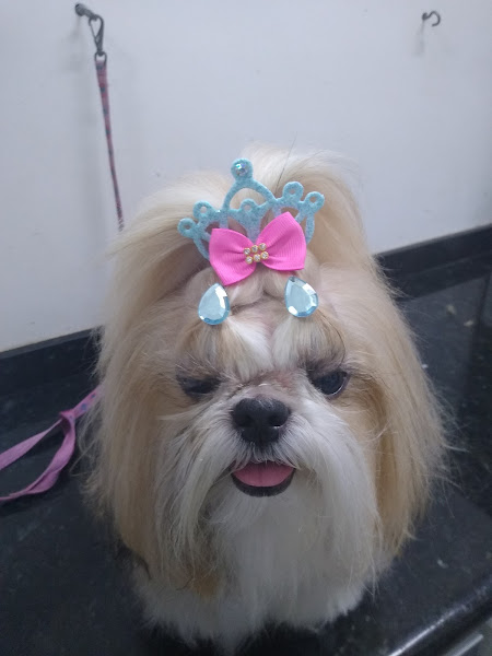 Foto 1 São Francisco Hospital Veterinário