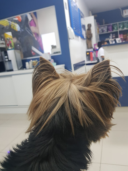 Foto 3 São Francisco Hospital Veterinário