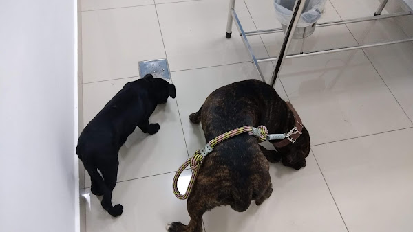 Foto 4 São Francisco Hospital Veterinário