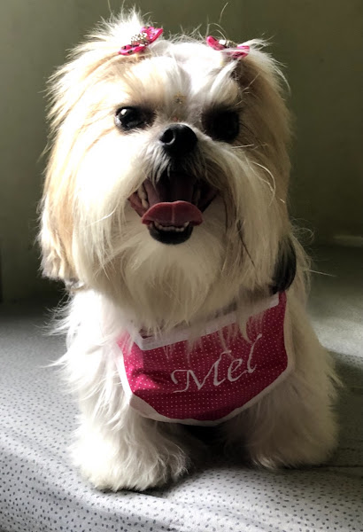 Foto 5 São Francisco Hospital Veterinário