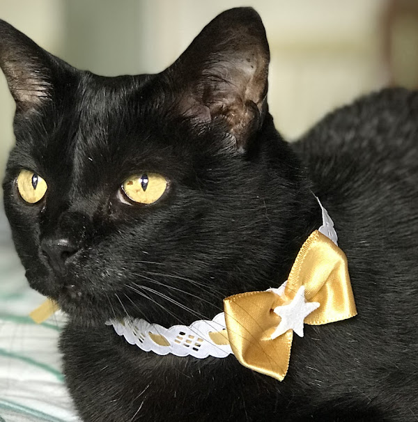 Foto 1 Dra. Érica Mateus Toledo