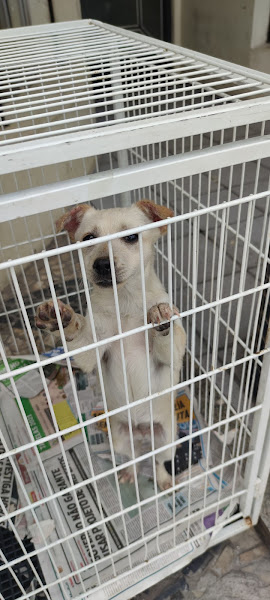 Veterinária São Benedito