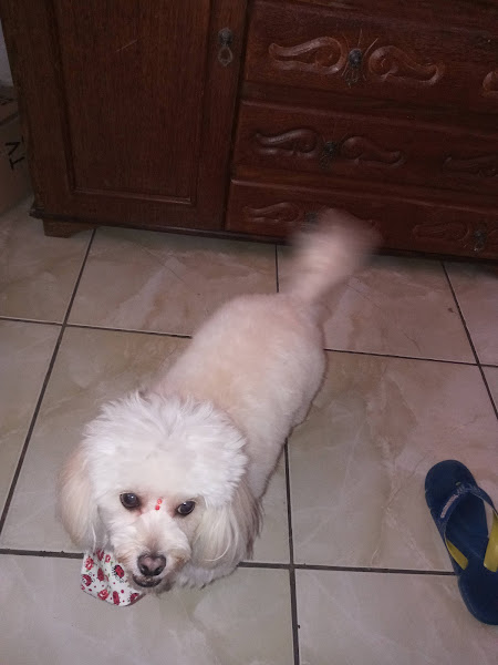 Foto 1 Veterinária São Benedito