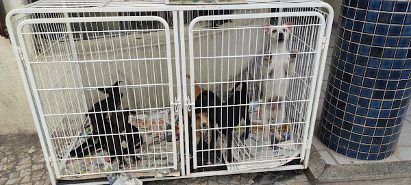 Foto 2 Veterinária São Benedito