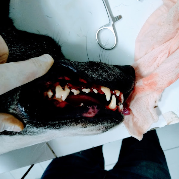 Foto 2 Clínica Veterinária Ferraz Vasconcelos