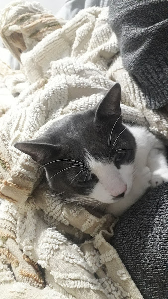 Foto 3 Clínica Veterinária XV de Novembro