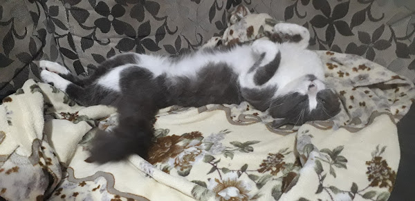 Foto 5 Clínica Veterinária XV de Novembro