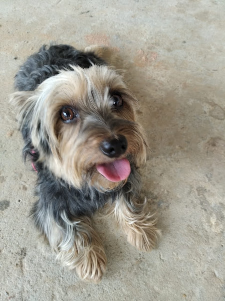 Foto 1 Hospital Veterinário-Unime