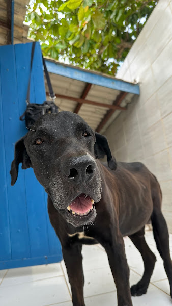 Clínica Veterinária Vilas do Atlântico