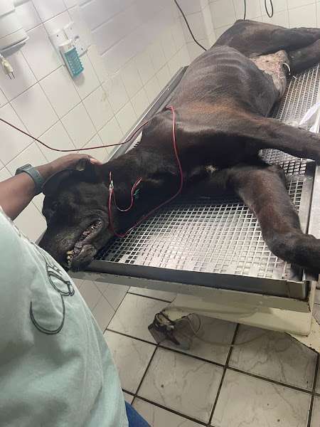 Foto 1 Clínica Veterinária Vilas do Atlântico