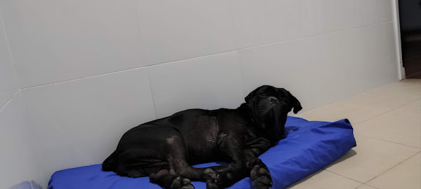 Foto 2 Clínica Veterinária Vilas do Atlântico