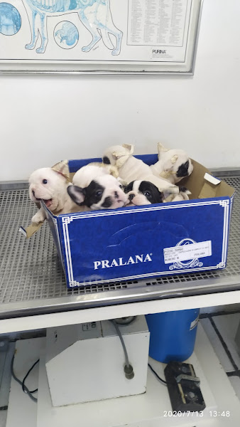 Foto 3 Clínica Veterinária Vilas do Atlântico