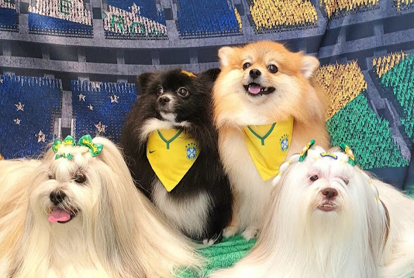 Arca Estética Pet Arca Estética Pet