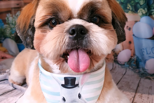 Foto 1 Arca Estética Pet