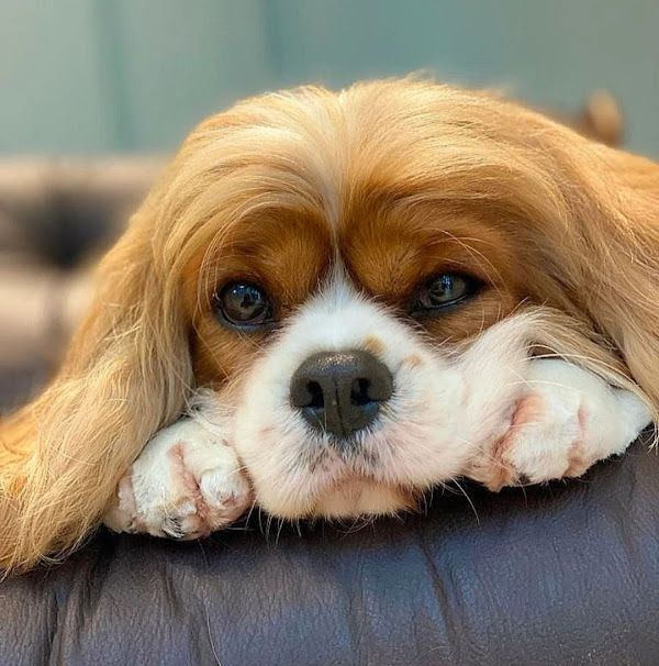 Foto 2 Arca Estética Pet