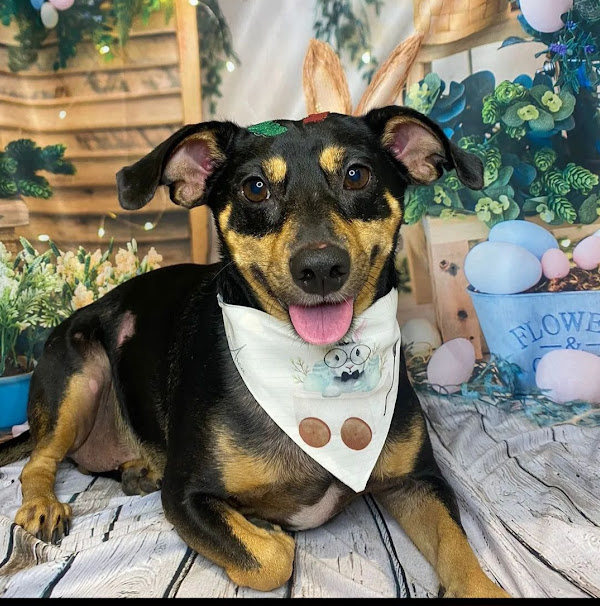 Foto 3 Arca Estética Pet