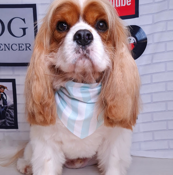 Foto 4 Arca Estética Pet