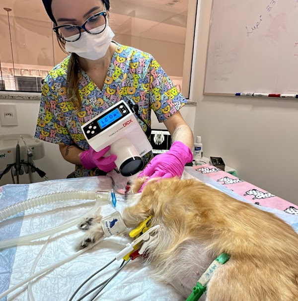 Felicitá Clínica Veterinária e Pet Shop