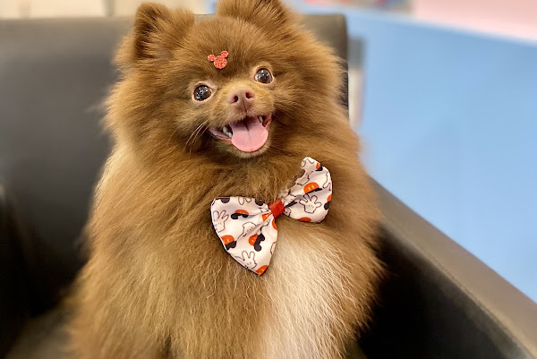 Foto 1 Felicitá Clínica Veterinária e Pet Shop