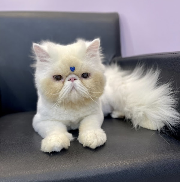 Foto 2 Felicitá Clínica Veterinária e Pet Shop