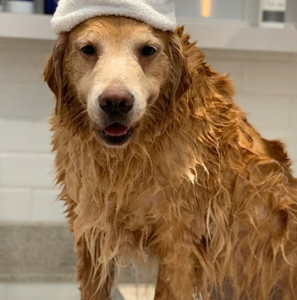 Foto 3 Felicitá Clínica Veterinária e Pet Shop