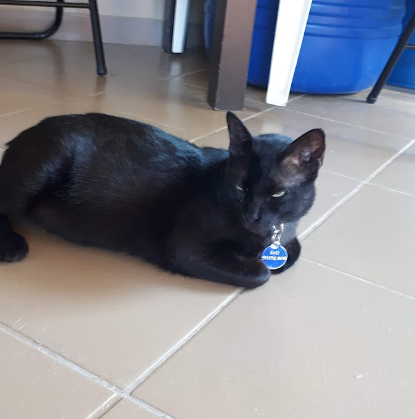 Foto 3 LIFE Centro Veterinário