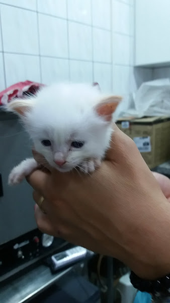 Foto 3 Clínica Veterinária São Caetano