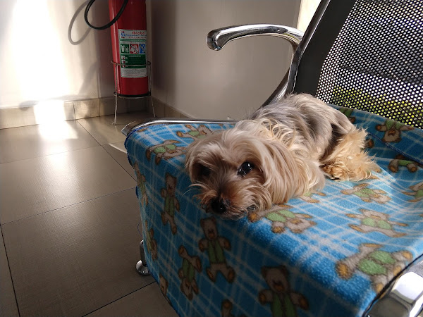 Hospital Veterinário Quatro Patas - Hovet 24h em São Caetano do Sul SP