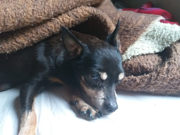 Foto 1 Hospital Veterinário Quatro Patas - Hovet 24h em São Caetano do Sul SP