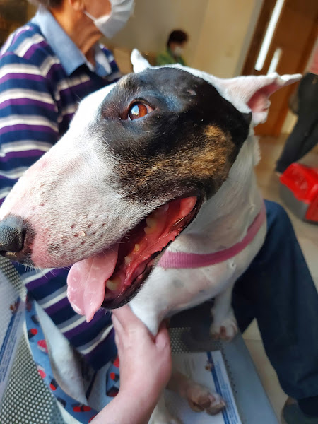 Foto 2 Hospital Veterinário Quatro Patas - Hovet 24h em São Caetano do Sul SP