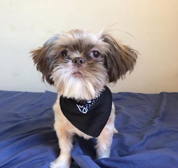 Foto 1 Vetnasa São Caetano do Sul 24 horas - Clínica Veterinária 24h