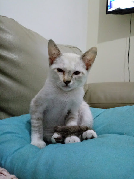 Foto 2 Vetnasa São Caetano do Sul 24 horas - Clínica Veterinária 24h